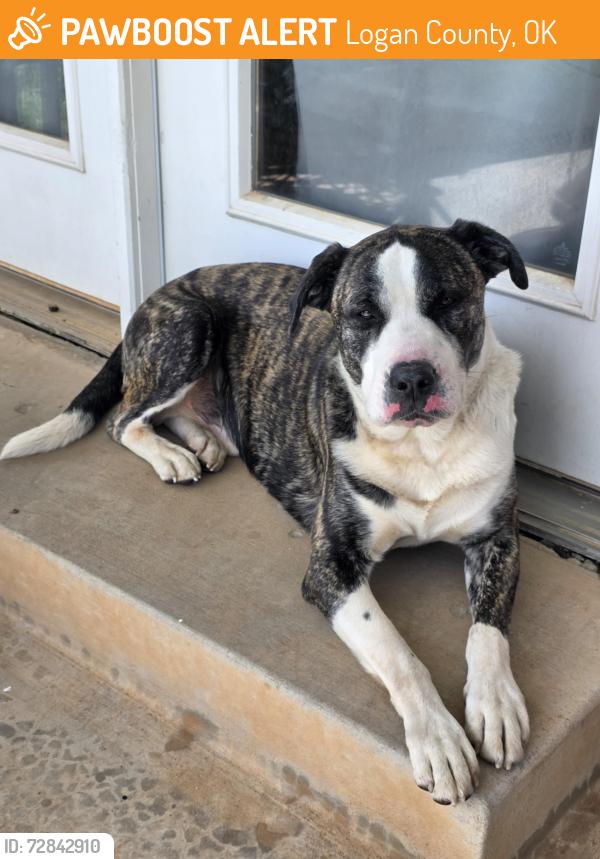 Found/Stray Male Dog last seen Santa fe and charter oak, Logan County, OK 73025