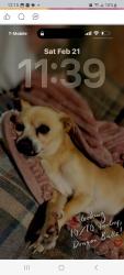 Lost Male Dog last seen West 7th & Center Street, Sioux City, IA 51103