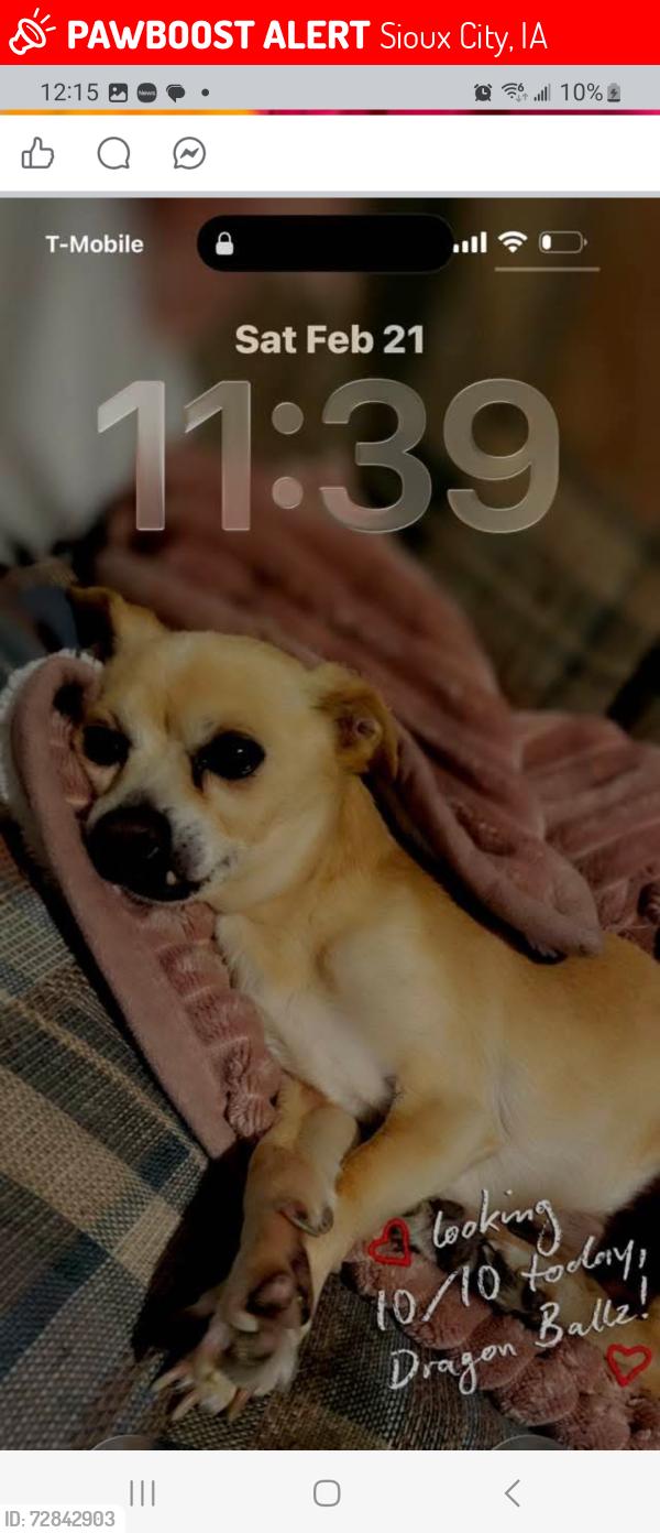 Lost Male Dog last seen West 7th & Center Street, Sioux City, IA 51103