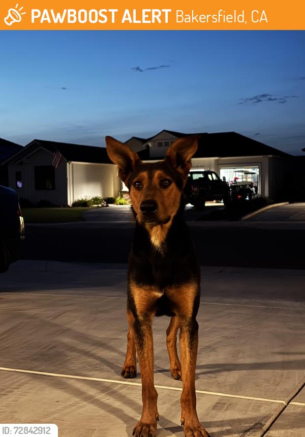 Found/Stray Male Dog last seen Reina , Bakersfield, CA 93314