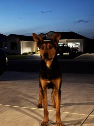Found/Stray Male Dog last seen Reina , Bakersfield, CA 93314