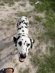 Found/Stray Female Dog last seen Eldora & Raul Longoria Rd, San Juan, TX 78589
