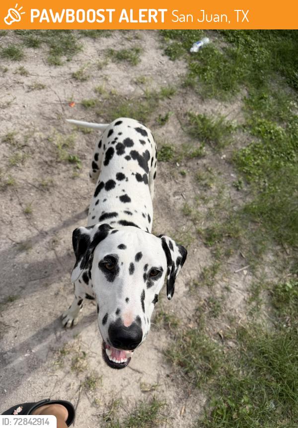 Found/Stray Female Dog last seen Eldora & Raul Longoria Rd, San Juan, TX 78589