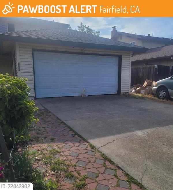 Found/Stray Unknown Dog last seen Violet and Bluebonnet, Fairfield, CA 94533