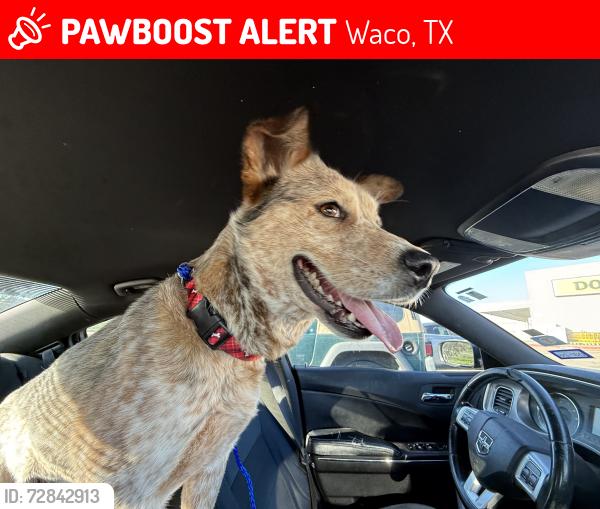 Lost Male Dog last seen 7/11, Waco, TX 76705
