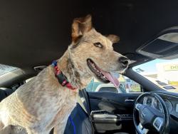 Lost Male Dog last seen 7/11, Waco, TX 76705
