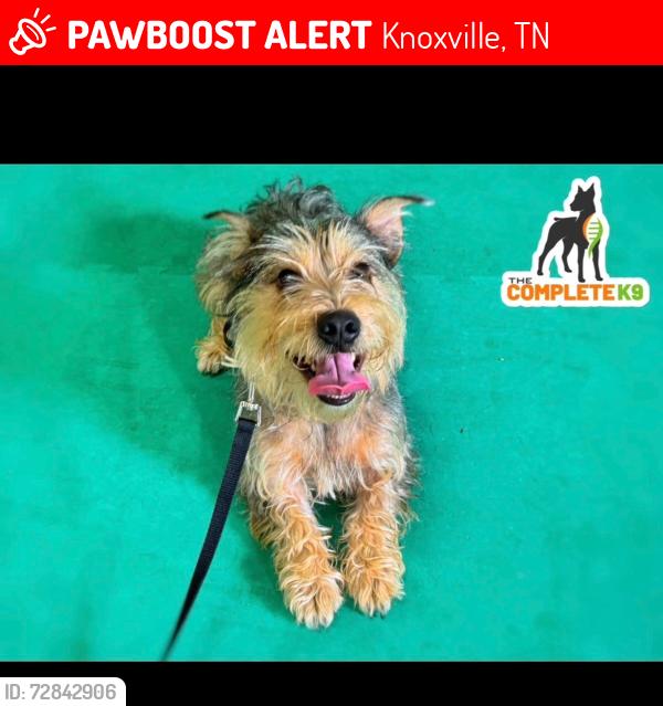 Lost Male Dog last seen Yorkcrest dr & Clinton highway , Knoxville, TN 37912