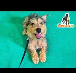 Lost Male Dog last seen Yorkcrest dr & Clinton highway , Knoxville, TN 37912