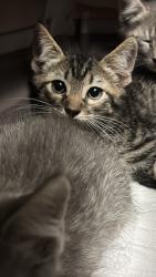 Shelter Stray Male Cat last seen Bexar County, New Braunfels, TX 78130
