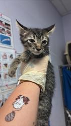Shelter Stray Female Cat last seen Bexar County, New Braunfels, TX 78130