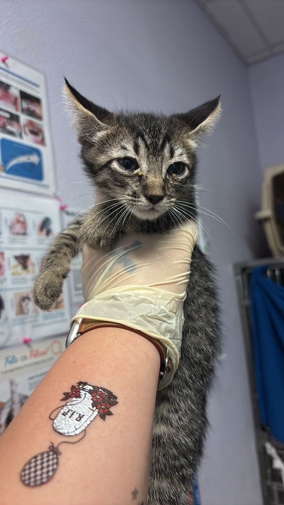 Shelter Stray Female Cat last seen Bexar County, New Braunfels, TX 78130