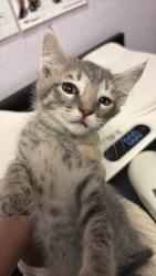 Shelter Stray Female Cat last seen Bexar County, New Braunfels, TX 78130