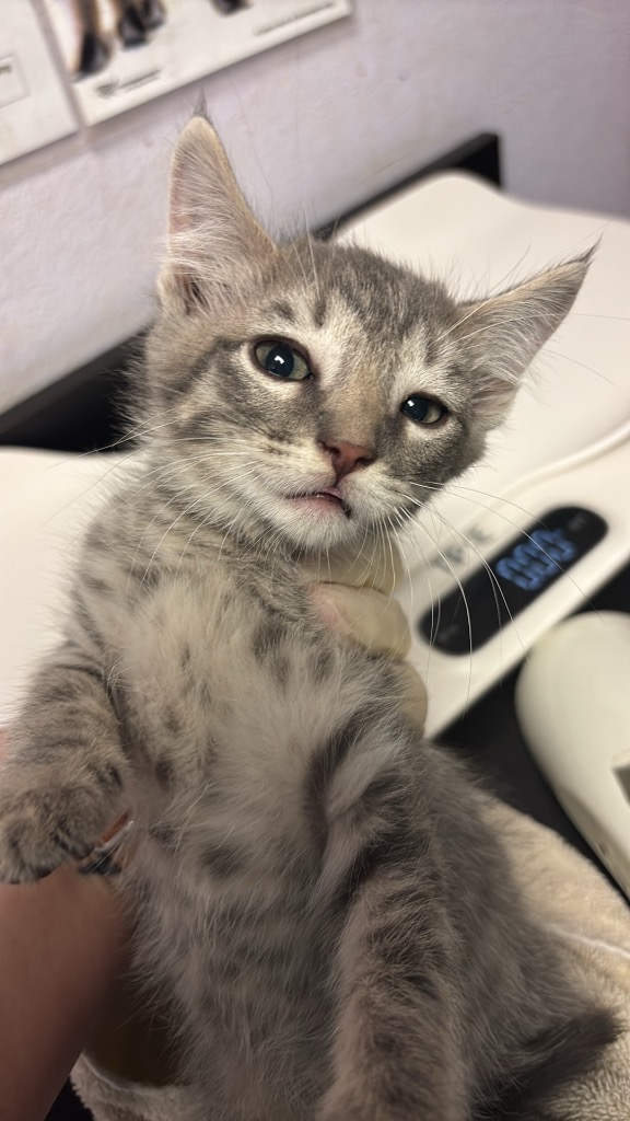 Shelter Stray Female Cat last seen Bexar County, New Braunfels, TX 78130