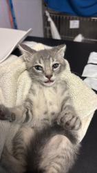 Shelter Stray Male Cat last seen Bexar County, New Braunfels, TX 78130