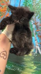 Shelter Stray Female Cat last seen Bexar County, New Braunfels, TX 78130