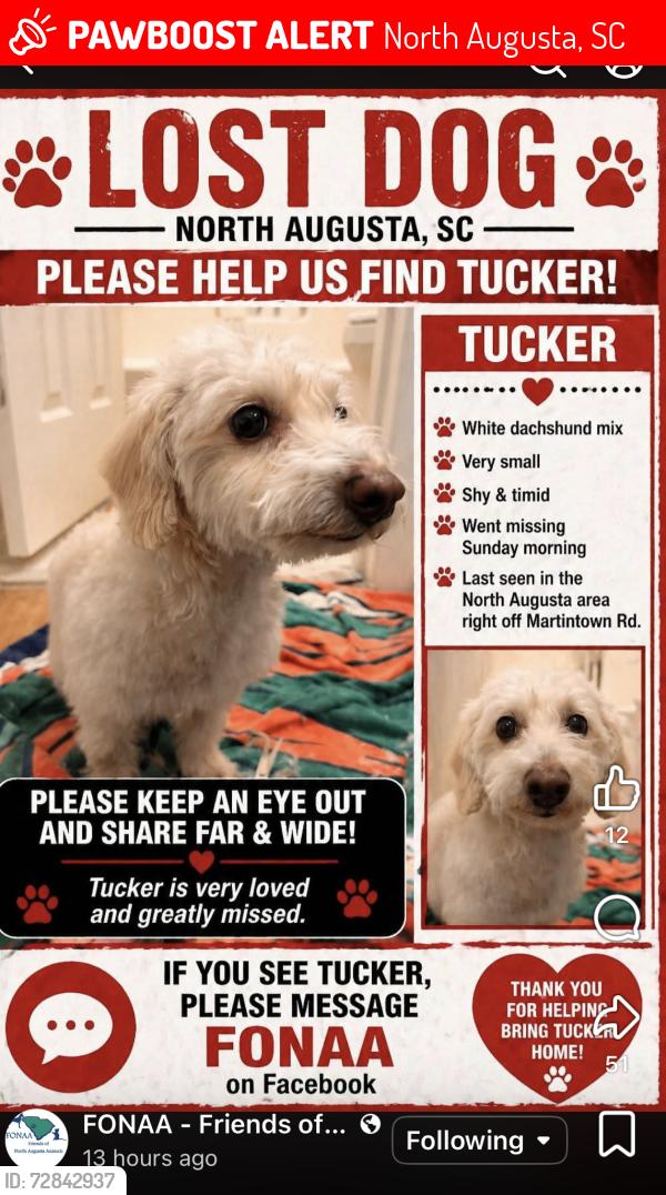 Lost Male Dog last seen Martintown & Bolin Rd, North Augusta, SC 29841