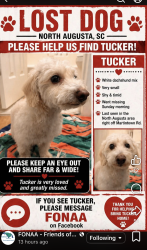 Lost Male Dog last seen Martintown & Bolin Rd, North Augusta, SC 29841