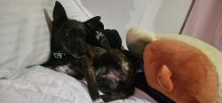 Lost Female Dog last seen Glenbrook trailer park, Walthourville, GA 31301