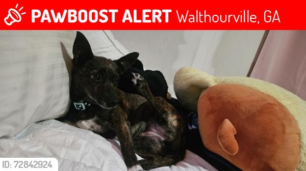 Lost Female Dog last seen Glenbrook trailer park, Walthourville, GA 31301