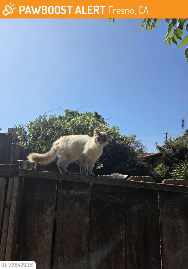 Found/Stray Unknown Cat last seen Tenaya middle school, Fresno, CA 93711