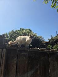 Found/Stray Unknown Cat last seen Tenaya middle school, Fresno, CA 93711