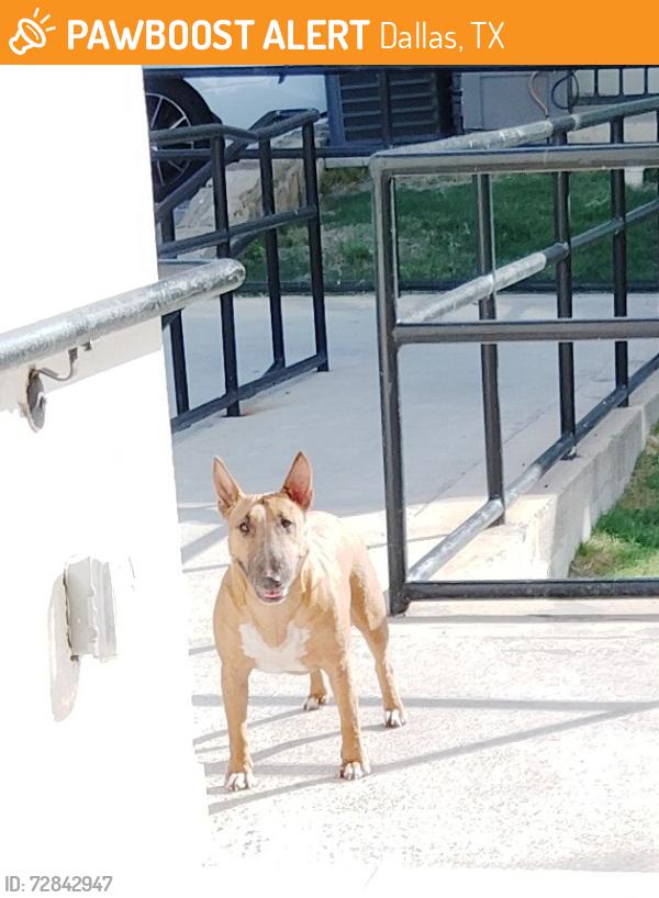Found/Stray Unknown Dog last seen Haskell , Dallas, TX 75204