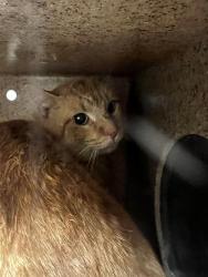 Shelter Stray Male Cat last seen Near BLOCK W 3500, Salt Lake City, UT 84120
