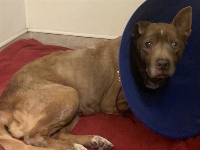 Shelter Stray Female Dog last seen POTOMAC AVE & NORTHVIEW DR, Sacramento, CA 95818