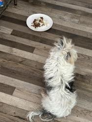 Lost Male Dog last seen Hermitage ave, Stockton, CA 95210
