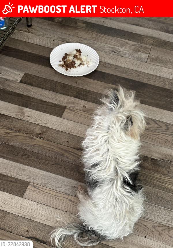 Lost Male Dog last seen Hermitage ave, Stockton, CA 95210