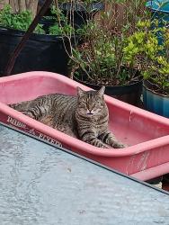 Reunited Male Cat last seen 53rd Ave N  and main st., St. Petersburg, FL 33714