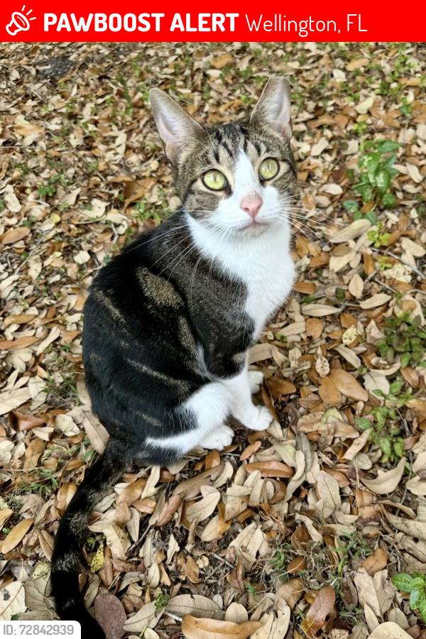 Lost Female Cat last seen Nexus Office Space in wellington, Wellington, FL 33467