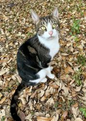 Lost Female Cat last seen Nexus Office Space in wellington, Wellington, FL 33467