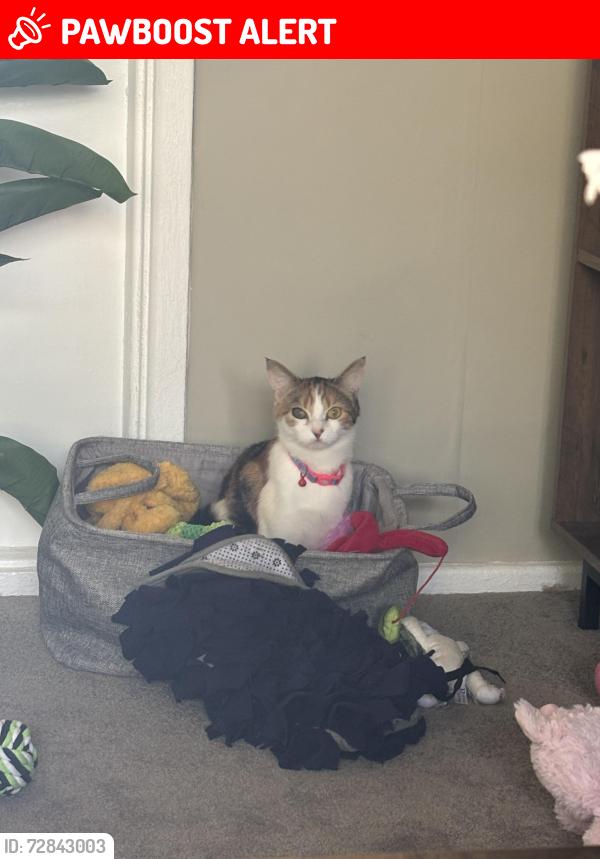 Lost Female Cat last seen St David’s close Spennymoor , County Durham, England DL16