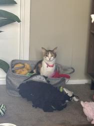 Lost Female Cat last seen St David’s close Spennymoor , County Durham, England DL16