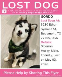 Lost Male Dog last seen IH-10, Beaumont, TX 77705