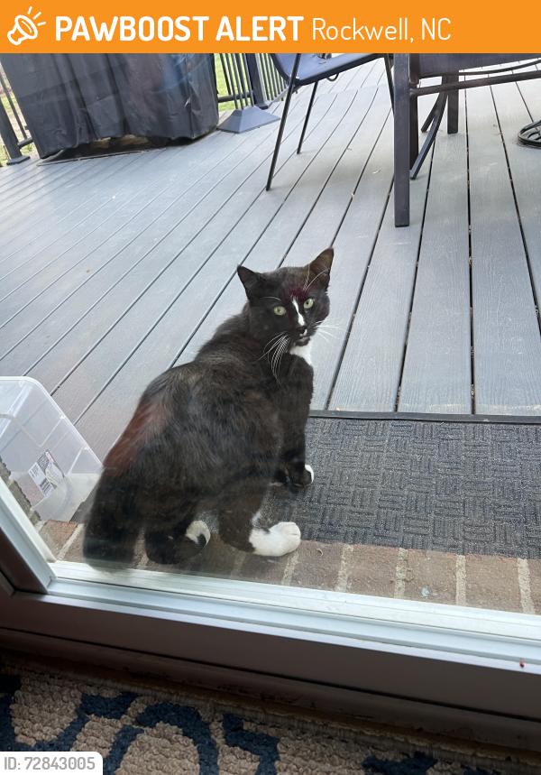 Found/Stray Male Cat last seen Woodland dr Rockwell nc and cannon st, Rockwell, NC 28138