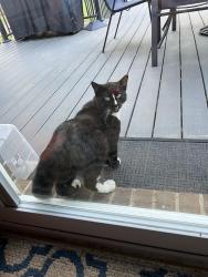 Found/Stray Male Cat last seen Woodland dr Rockwell nc and cannon st, Rockwell, NC 28138