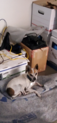 Found/Stray Unknown Dog last seen Near Shady Trail, Bldg A, ste 160, Dallas 75220, Dallas, TX 75220