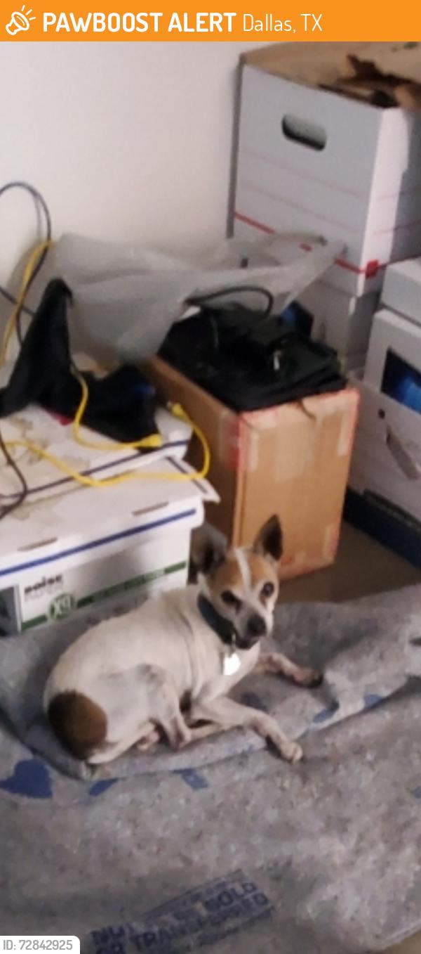 Found/Stray Unknown Dog last seen Near Shady Trail, Bldg A, ste 160, Dallas 75220, Dallas, TX 75220