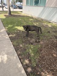 Found/Stray Male Dog last seen Near quintana rd at st philip’s southwest campus, San Antonio, TX 78211