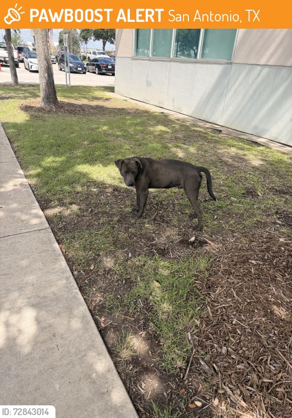Found/Stray Male Dog last seen Near quintana rd at st philip’s southwest campus, San Antonio, TX 78211