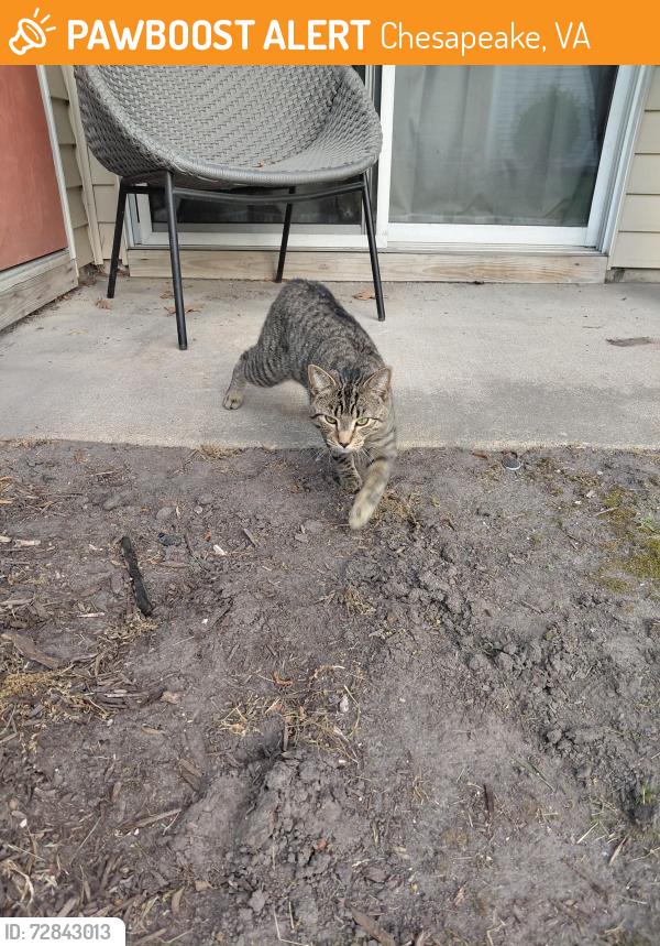 Found/Stray Male Cat last seen Heather Point cndmniums, Chesapeake, VA 23320