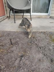Found/Stray Male Cat last seen Heather Point cndmniums, Chesapeake, VA 23320