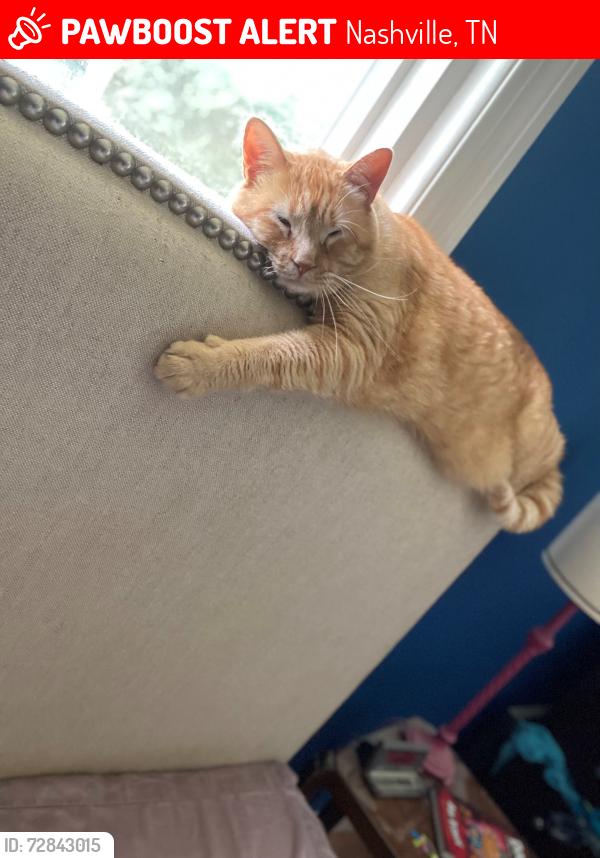 Lost Female Cat last seen Brick Church Lane and Knight Drive, Nashville, TN 37189