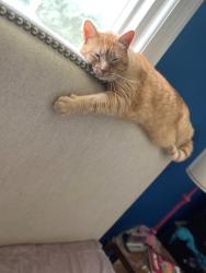 Lost Female Cat last seen Brick Church Lane and Knight Drive, Nashville, TN 37189