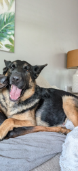 Lost Male Dog last seen Adams avenue and Mountain View, San Diego, CA 92116