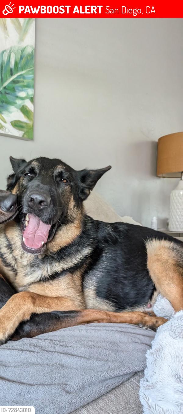 Lost Male Dog last seen Adams avenue and Mountain View, San Diego, CA 92116