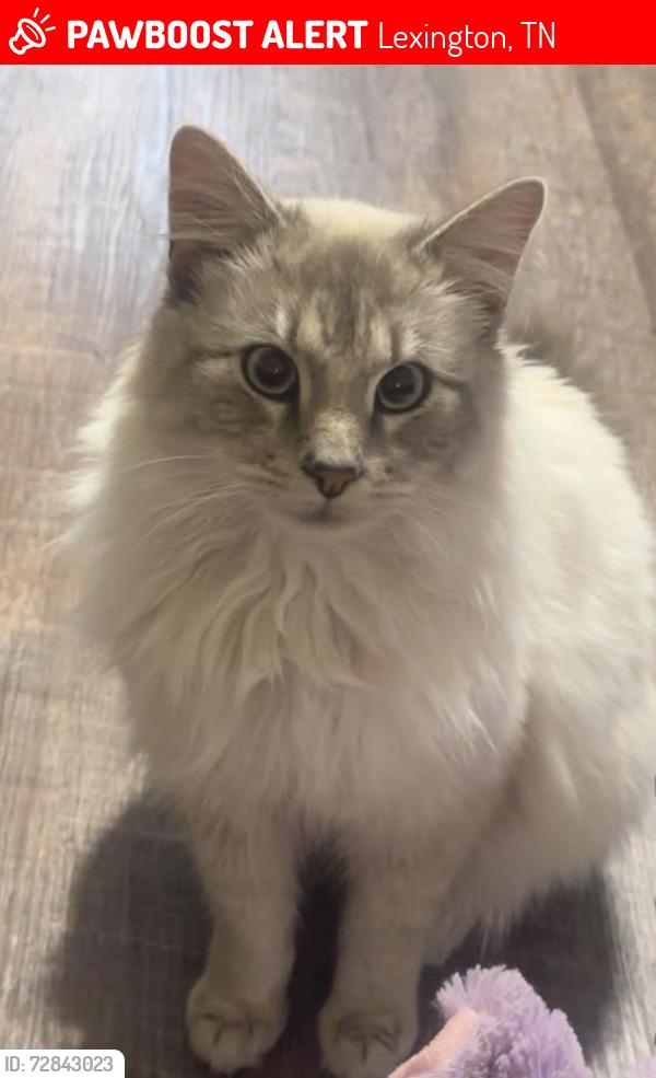 Lost Male Cat last seen Hope Ministries Area (in town) , Lexington, TN 38351