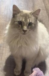 Lost Male Cat last seen Hope Ministries Area (in town) , Lexington, TN 38351